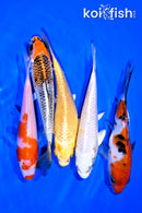 PACK OF (5) 5-6" STANDARD KOI