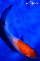 4.5" KOHAKU BNUTTERFLY