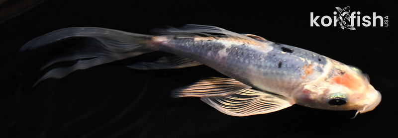 6" YAMATO NISHIKI BUTTERFLY