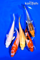 PACK OF (5) 5-6" STANDARD KOI
