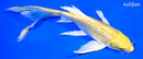 8" GINRIN YAMABUKI OGON BUTTERFLY