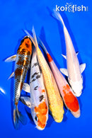 PACK OF (5) 5-6" STANDARD KOI