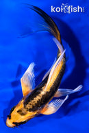 5.25" BENI KIKOKURYU BUTTERFLY