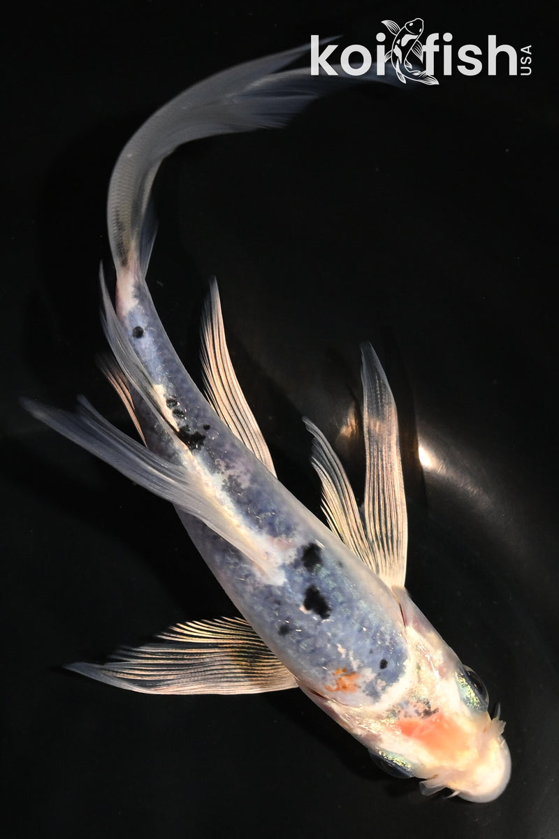 6" YAMATO NISHIKI BUTTERFLY