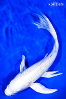 10" PLATINUM OGON BUTTERFLY