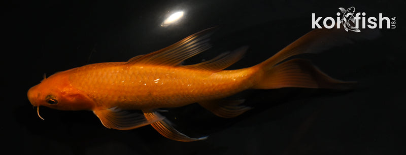 5.5" CHAGOI BUTTERFLY