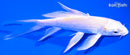 5.5" LEMON HARIWAKE BUTTERFLY