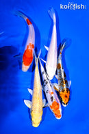 PACK OF (5) 5-6" STANDARD KOI