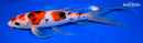 9.25" GINRIN MARUTEN SANKE BUTTERFLY