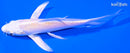 5.5" LEMON HARIWAKE BUTTERFLY
