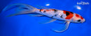 9.25" GINRIN MARUTEN SANKE BUTTERFLY
