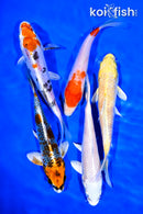 PACK OF (5) 5-6" STANDARD KOI