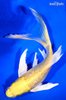 8" GINRIN YAMABUKI OGON BUTTERFLY