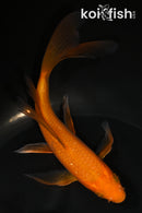 5.5" CHAGOI BUTTERFLY