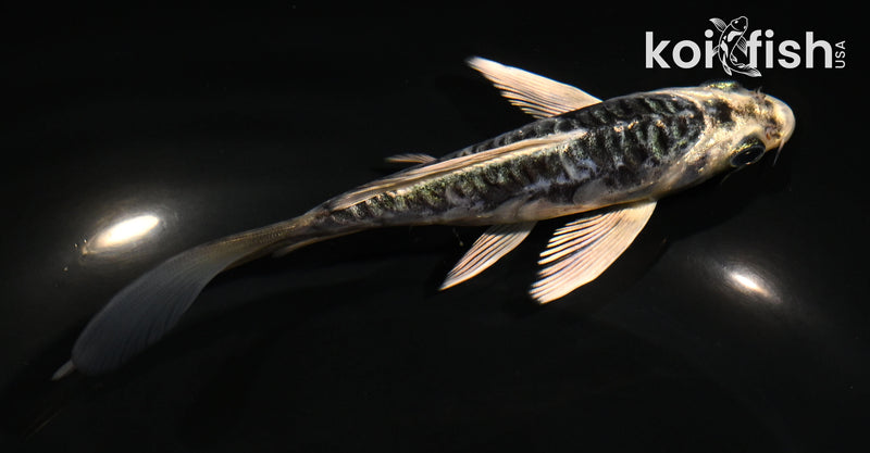 5" ARAGOKE KIKOKURYU BUTTERFLY