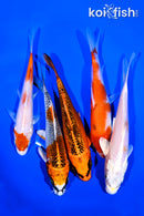 PACK OF (5) 5-6" STANDARD KOI