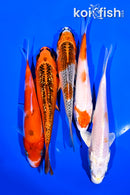 PACK OF (5) 5-6" STANDARD KOI