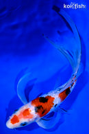 9.25" GINRIN MARUTEN SANKE BUTTERFLY