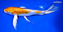 9.25" DOITSU HARIWAKE BUTTERFLY