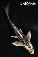 5" ARAGOKE KIKOKURYU BUTTERFLY