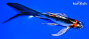 5.5" KUJAKU BUTTERFLY