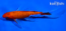 5" KOHAKU BUTTERFLY