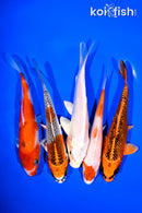 PACK OF (5) 5-6" STANDARD KOI