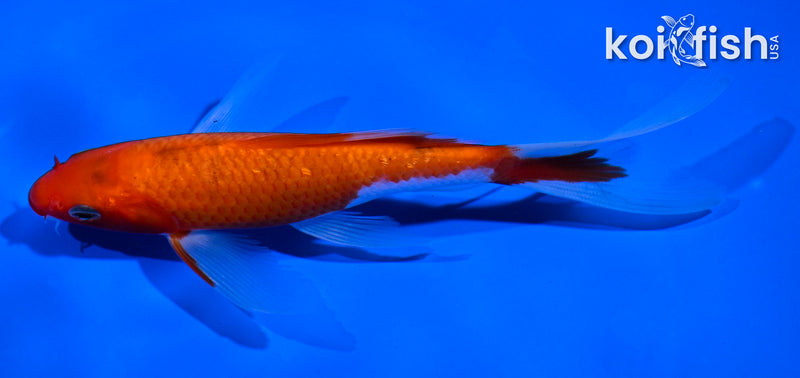 5" KOHAKU BUTTERFLY