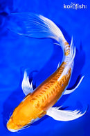 9.25" DOITSU HARIWAKE BUTTERFLY