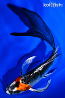 5.5" KUJAKU BUTTERFLY