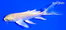 5" YAMABUKI OGON BUTTERFLY