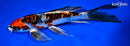 8.75" BENI KIKOKURYU BUTTERFLY