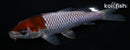 5.5" OCHIBA SHIGURE
