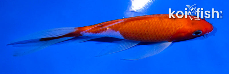 5" KOHAKU BUTTERFLY