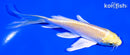 5" YAMABUKI OGON BUTTERFLY