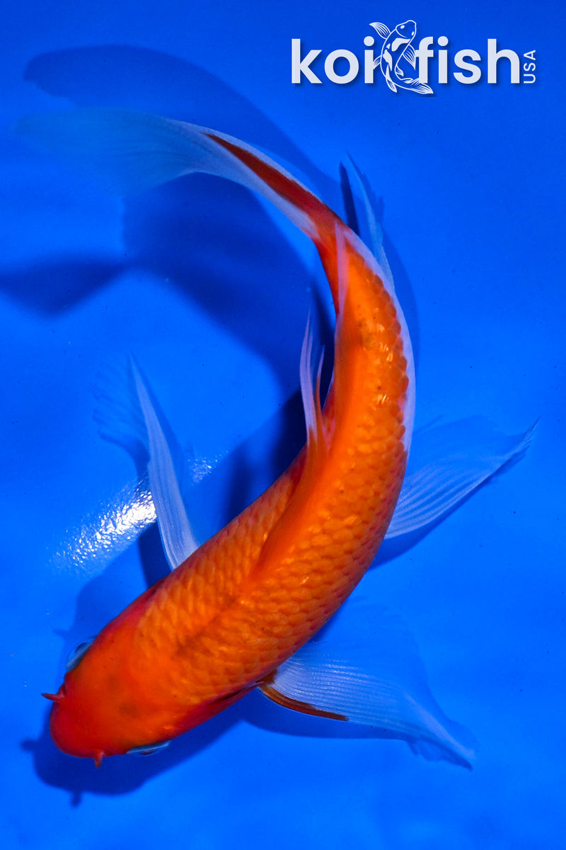 5" KOHAKU BUTTERFLY