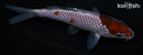 5.5" OCHIBA SHIGURE