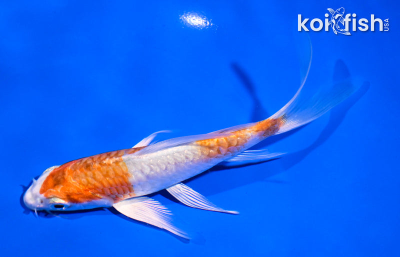 5.5" HARIWAKE BUTTERFLY