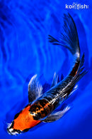 8.75" BENI KIKOKURYU BUTTERFLY