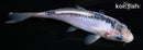 5.75" SHUSUI