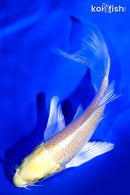 5" YAMABUKI OGON BUTTERFLY