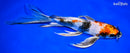 9.5" KIN SHOWA BUTTERFLY