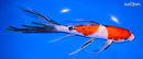 8.25" SANKE BUTTERFLY