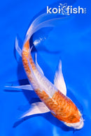 5.5" HARIWAKE BUTTERFLY