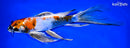 9.5" KIN SHOWA BUTTERFLY
