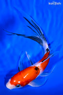 8.25" SANKE BUTTERFLY