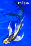 6" GINRIN KI MATSUBA BUTTERFLY