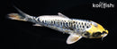 5.5" KIN KIKOKURYU