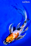 9.5" KIN SHOWA BUTTERFLY