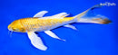 9" GINRIN YAMABUKI OGON BUTTERFLY
